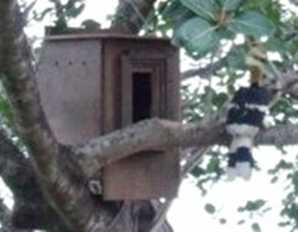 Giant Hornbill New Nest Box