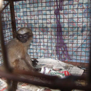 Rescued Monkey Taken for a checkup