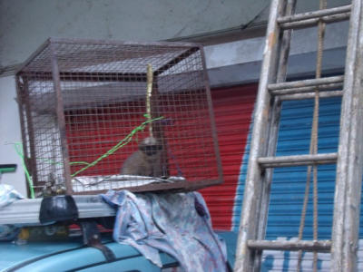 Finally rescued from 20ft up from the shop roller blind