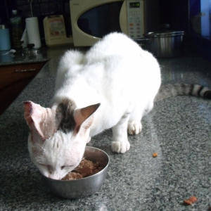 Venus eating after the operation