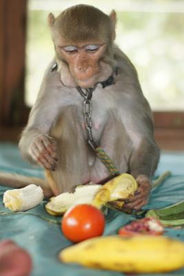 Kia, Choosing what to eat