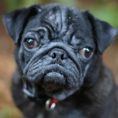 Little Pugwash
