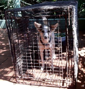 Bunty Caught In The Trap