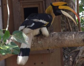Giant Hornbill