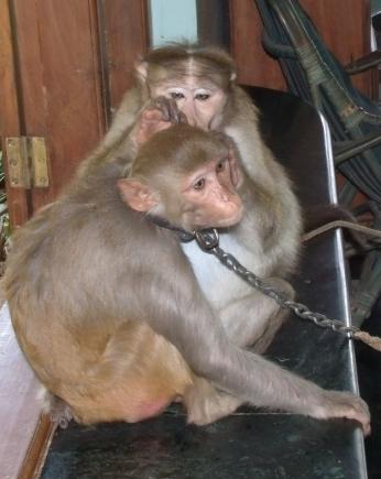 Nora Grooming Kia