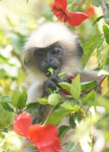 Foster Eating Flower Buds