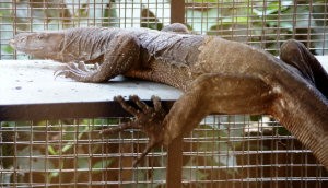 Large Female Monitor Lizard