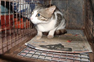 Wild Cat In Cage