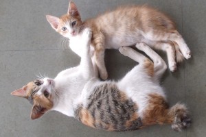 Rita And Pipkin
