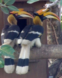Giant Hornbills At The Nest Box
