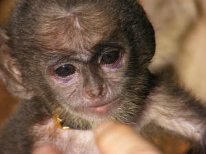 New Baby Langur