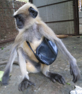 Phooka With His Handbag