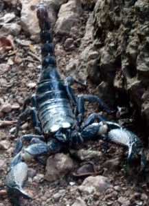 Black Scorpian