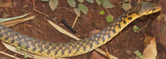 Checkered keelback Snake in the garden