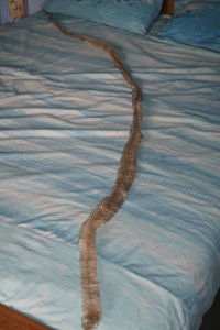 Shedded Cobra Skin