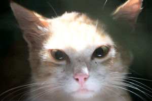 Ginger Tom Cat