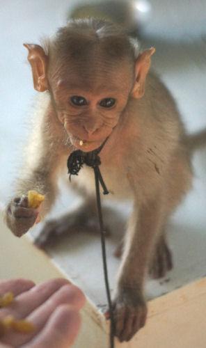 Dixie, The Baby Female Macaque