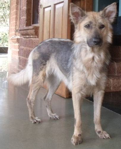 Alsatian Cross - Blossom