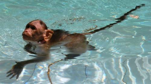 Dixie Swimming in the pool