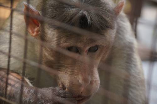 Rolo's enclosure feels that much bigger