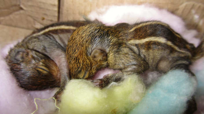 Tic & Tac, Two tiny baby Three Striped Palm Squirrels