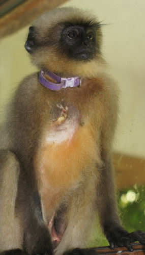 Latest Young Langur (Around 2yrs old)