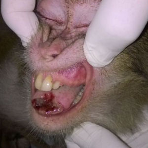 Badly infected tongue