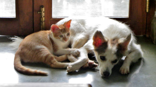 Nisa's Best Friends