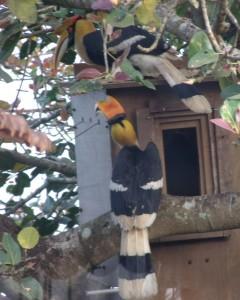 Pair of Giant Hornbills at the box
