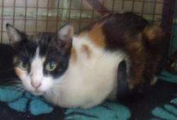 Dottie The Cat