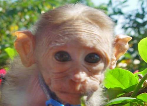 Spock a baby Bonnet Macaque