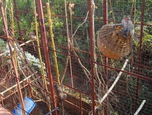 Environmental enrichment is as vital as good food