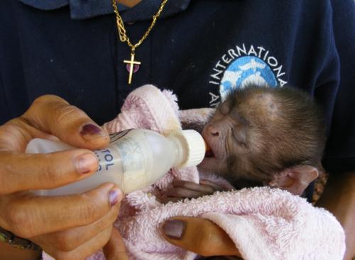 Primate babies need 24 hour care