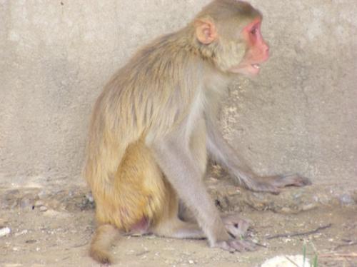 Released Laboratory Monkeys deserve the best care