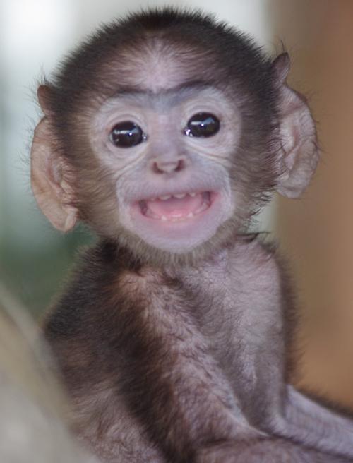 Phooka a highly inteligent and sensitive baby languar