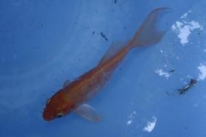 Gold Fish