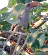 Malabar Grey Hornbill