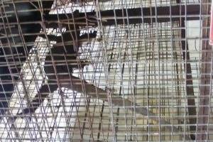 Monitor lizard in monkey pen