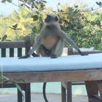 Relaxed wild langur on sunbed