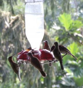 Sunbirds on the bird feeder