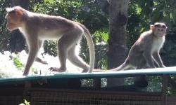 The two wild monkeys at Tree House