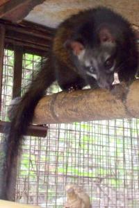 Young civet cat