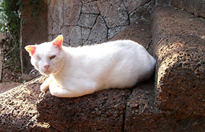 Legless the cat