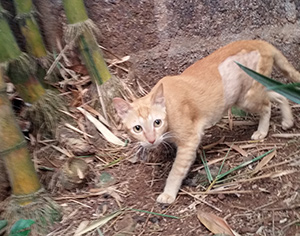 Legless the cat