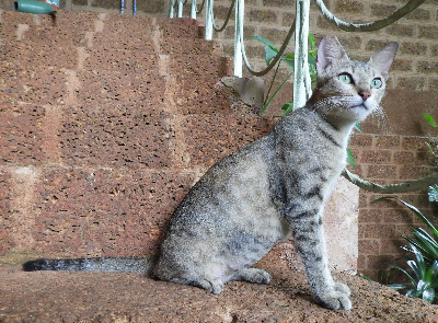 Legless the cat
