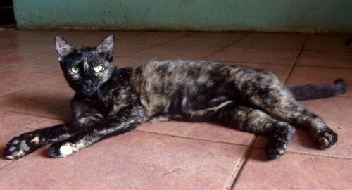 Hannah the cat