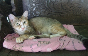 Legless the cat