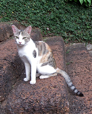 Legless the cat
