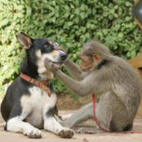 Chickoo with a monkey