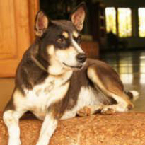 Chickoo the Dog